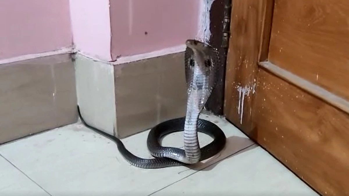 corba-snake RAIPUR TIMES