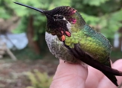 This bird changes color faster than a chameleon, people are not convinced